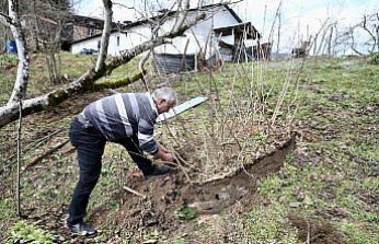 Giresun'da köy kooperatifinde sertifikalı 3 bin fındık fidanı üretildi