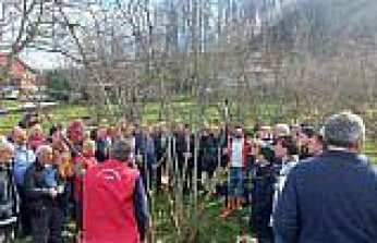 19 Mayıs ilçesinde fındık budama eğitimi verildi