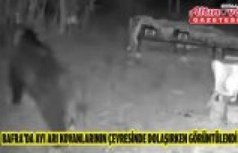 Bafra'da ayı arı kovanlarının çevresinde dolaşırken görüntülendi