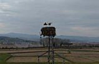 Alaçam'da yüksek gerilim hattına yuva yapan leylekler görüntülendi