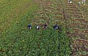 Samsun'un Alaçam ilçesinde “Bedeş turpu“nun hasadı sürüyor