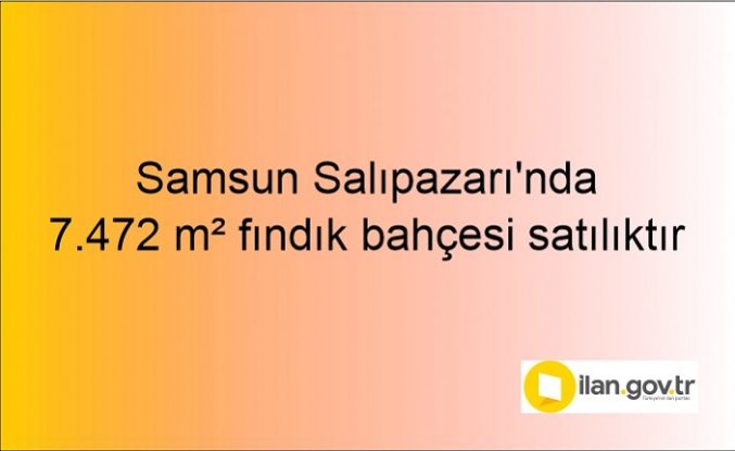 Samsun Salıpazarı'nda 7.472 m² fındık bahçesi icradan satılıktır