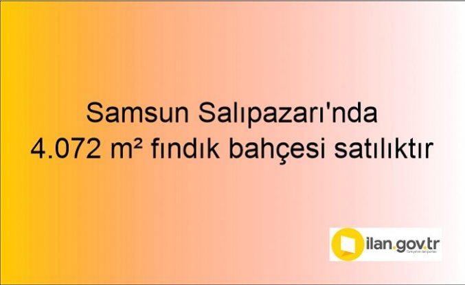 Samsun Salıpazarı'nda 4.072 m² fındık bahçesi icradan satılıktır
