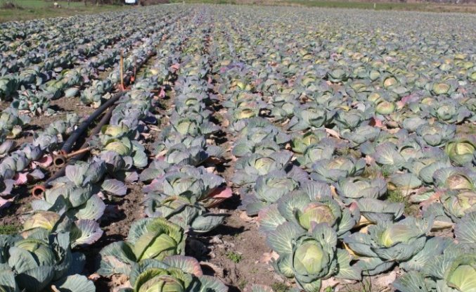 Bafra Ovası'nda 200 bin ton beyaz lahana hasadı bekleniyor