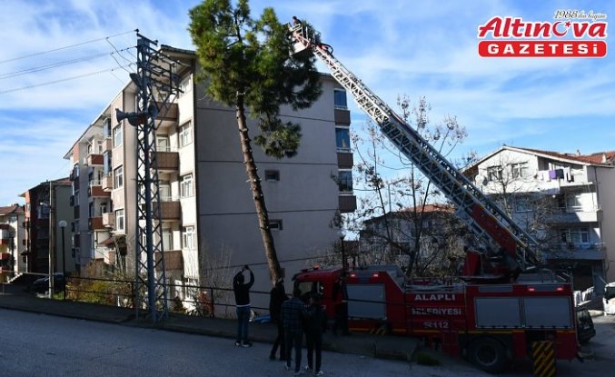 Zonguldak'ta ağaçta mahsur kalan kediyi itfaiye kurtardı