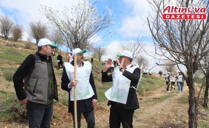 Artova'da 540 çam fidanı dikildi