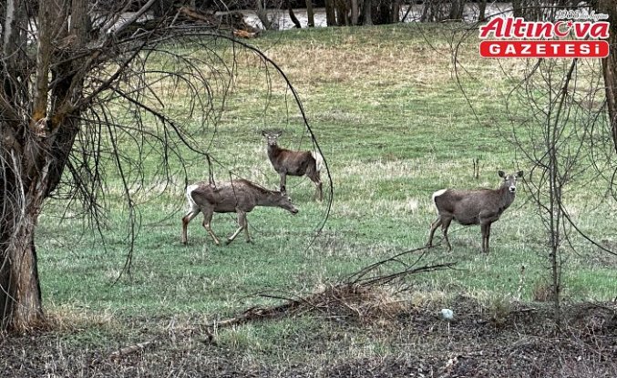 Giresun'da sürü halindeki kızıl geyikler görüntülendi