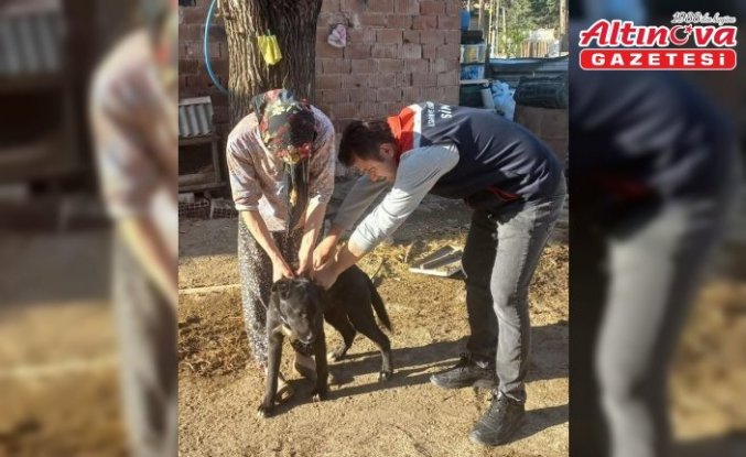 Saraydüzü ve Dikmen’de sahipli köpekler kimliklendiriliyor