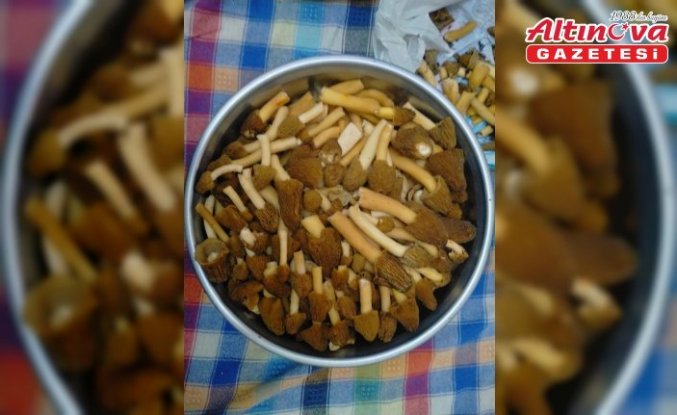 Tokat’ta kuzugöbeği mantarı toplanmaya başlandı