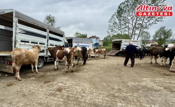 Eflani'de kurbanlık satışları sürüyor