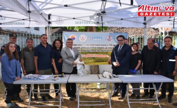 Sinop'ta 82 leylek yavrusu sağlık kontrolünden geçirilerek halkalandı
