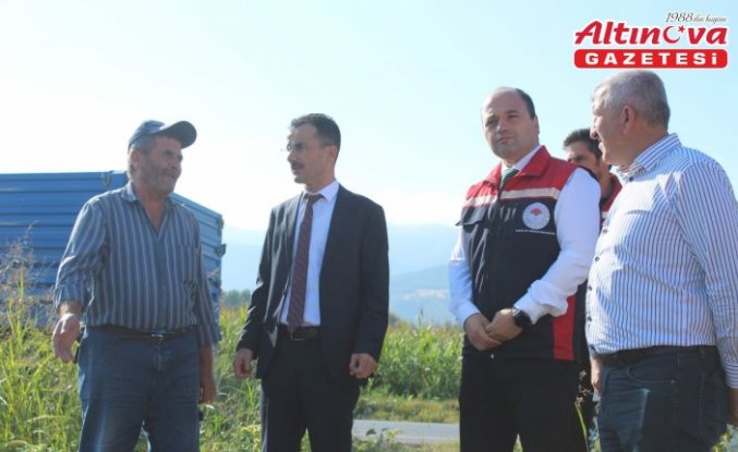 Pazar ilçesinde ayçiçeği hasadı başladı