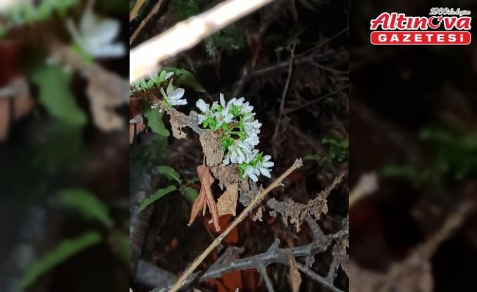 Tokat'ta kiraz ağaçları çiçek açtı