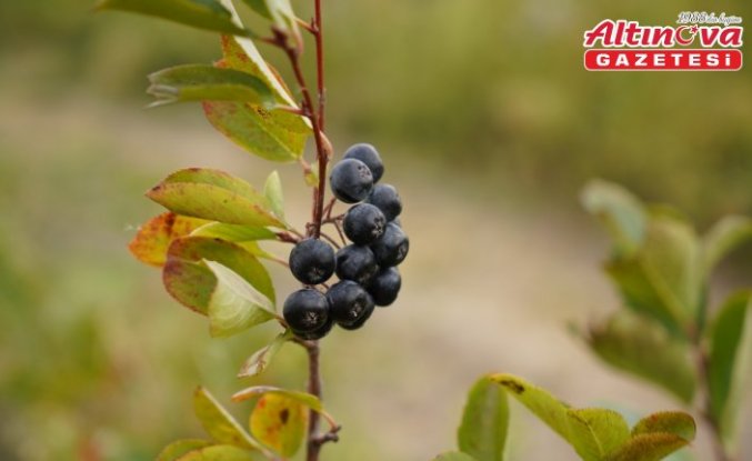 Edirne'de  aronya hasadına başlandı