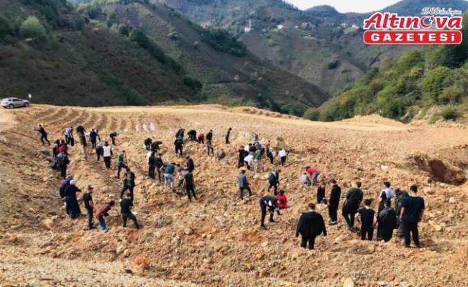 Espiye'de üniversite öğrencileri fidan dikti
