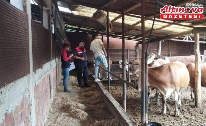 Göynücek'te hayvancılık işletmelerine ziyaret gerçekleştirildi