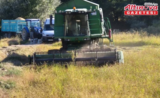 Hanönü'de çeltik hasadı başladı