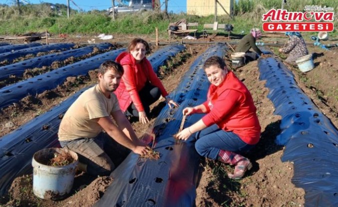 19 Mayıs'ta “Engiz çileği“ üretiminin artırılmasına çalışılıyor