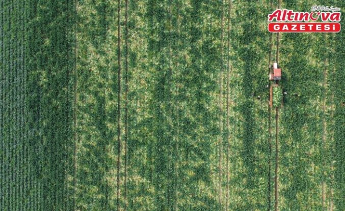 Bafra Ovası'nda karnabahar hasadı başladı