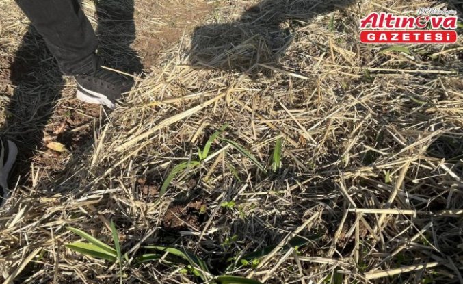 Samsun'da salep üretim alanları denetlendi