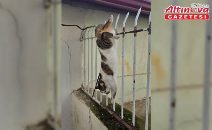 Amasya'da korkuluk demirlerine saplanan kediyi itfaiye ekipleri kurtardı