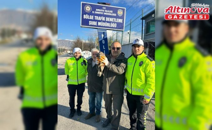 Amasya'da yaralı bulunan kızıl şahin tedavi altına alındı