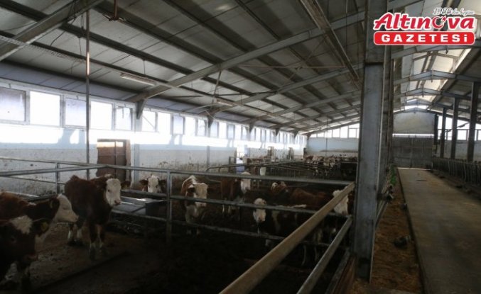 Devlet desteğiyle 4 olan hayvan sayısını 9 yılda 80'e çıkardı