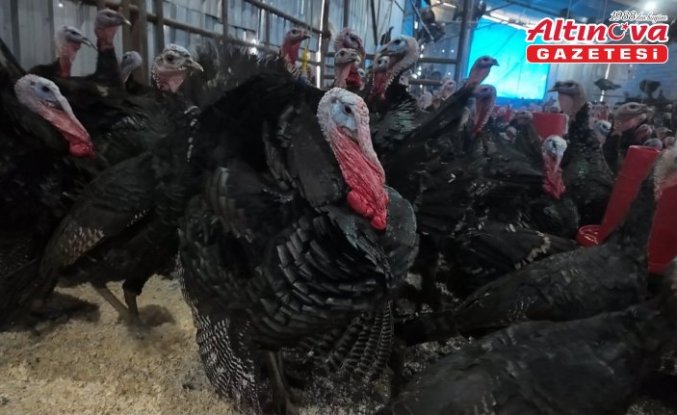 Doğal ortamda beslenen Eflani ve Kandıra hindileri yılbaşı için satışa hazır