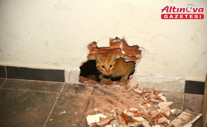Giresun'da okulun havalandırma boşluğunda mahsur kalan kedi kurtarıldı
