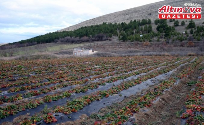Hobi amaçlı başladığı çilek üretiminde talebe yetişmekte zorlanıyor