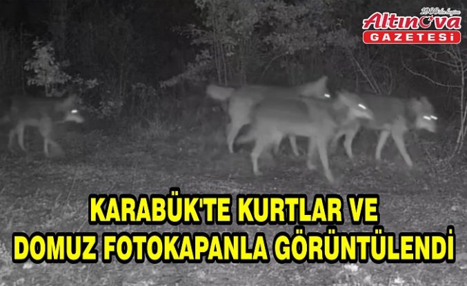 Karabük'te kurtlar ve domuz fotokapanla görüntülendi