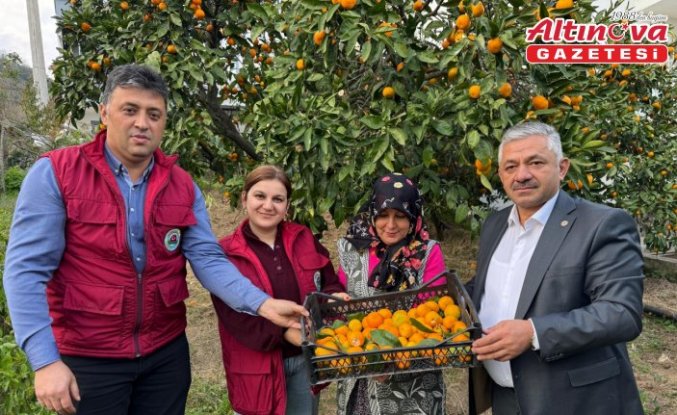 Ordu'da narenciye hasadına başlandı