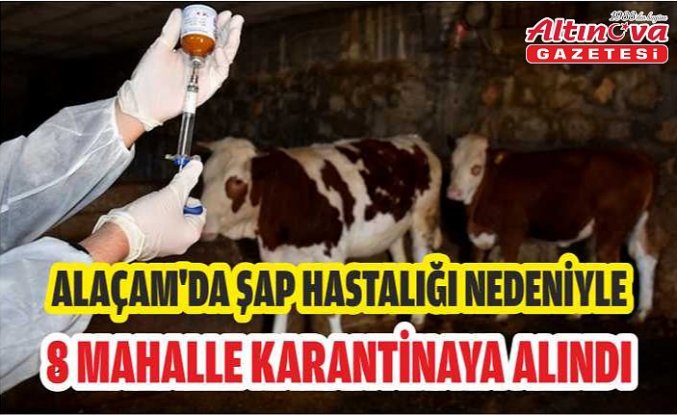 ALAÇAM'DA ŞAP HASTALIĞI NEDENİYLE 8 MAHALLE KARANTİNAYA ALINDI