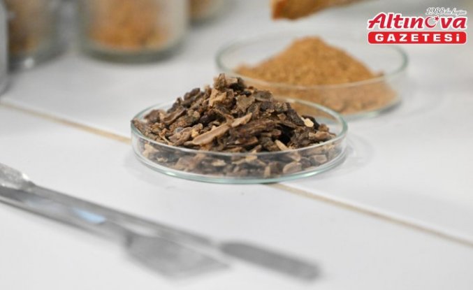 Çocuklarda propolis tüketiminin büyüme ve gelişime etkileri araştırıldı