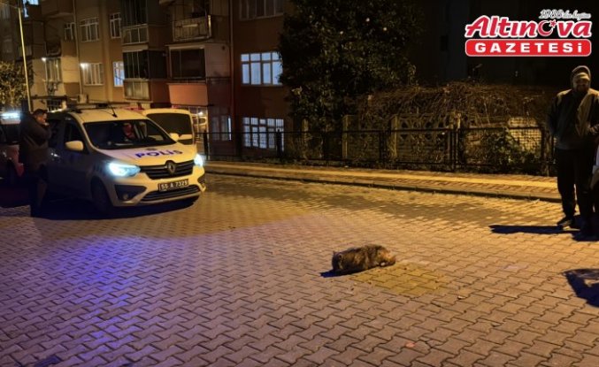 Samsun'da polisin bitkin halde bulduğu çakal yavrusu tedavi altına alındı