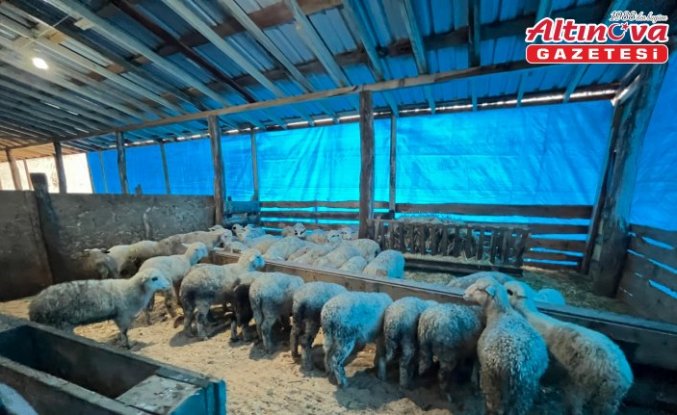 Sinop'ta genç girişimcilerin küçükbaş hayvancılık işletmesine ziyaret