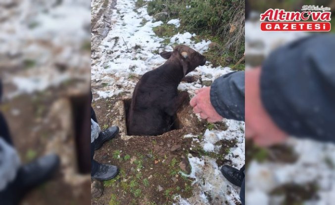 Tokat'ta kuyuya düşen inek kurtarıldı