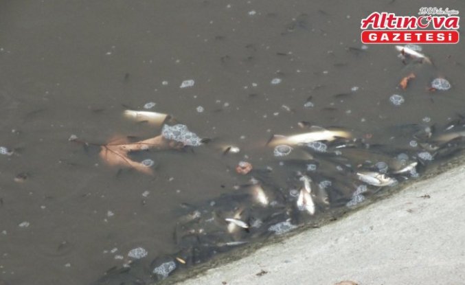 Tokat'ta Yeşilırmak'ta çok sayıda balık kıyıya vurdu