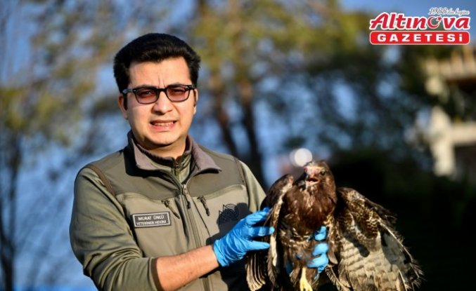 Yaralı kızıl şahin ve soğukta bitkin düşen peçeli baykuş Doğa Koruma'ya emanet