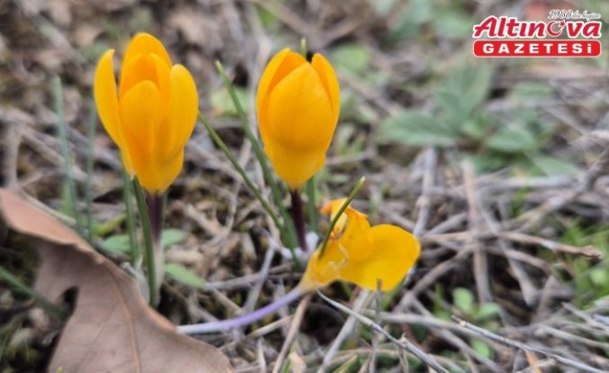 Boğazkale'de baharın habercisi çiğdemler açtı