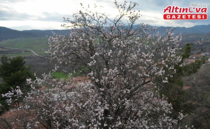 Çorum'da badem ağaçları erken çiçek açtı