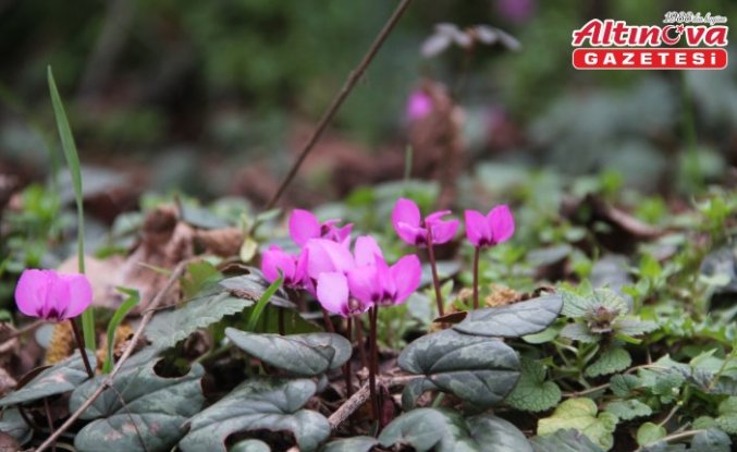 Çorum'da yabani sıklamenler çiçek açtı