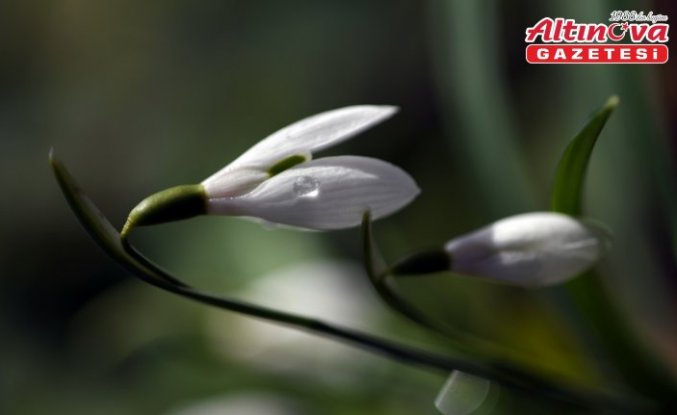 Küre Dağları'nda kardelenler sıcak hava nedeniyle erken karsız kaldı