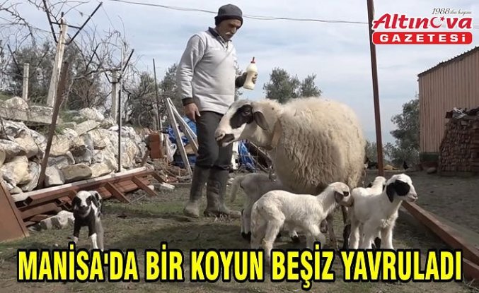 Manisa'da bir koyun beşiz yavruladı