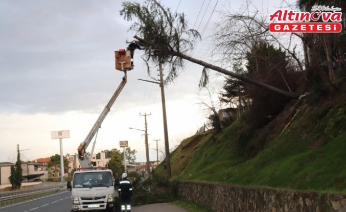 Ordu'da şiddetli rüzgarın devirdiği ağaç elektrik tellerine zarar verdi