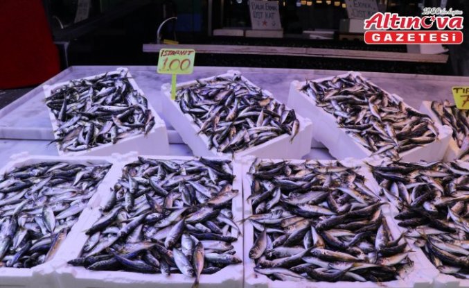 Rize'de istavritin kilogramı 100 liradan satışa sunuldu