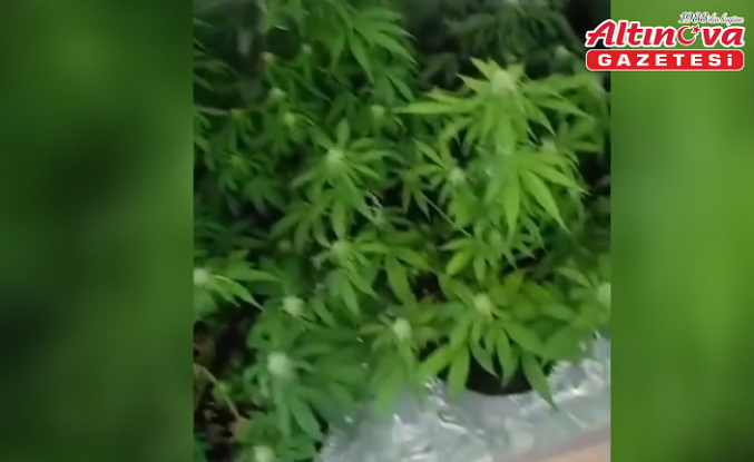 Samsun'da dolapta iklimlendirme sistemi kurup uyuşturucu üreten 3 zanlı yakalandı