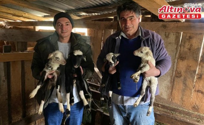 Sinop'ta bir koyun tek batında 4 kuzu doğurdu
