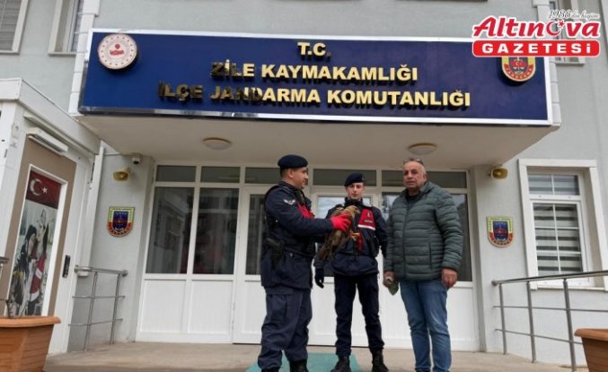 Tokat'ta yaralı halde bulunan kızıl şahin tedavi altına alındı