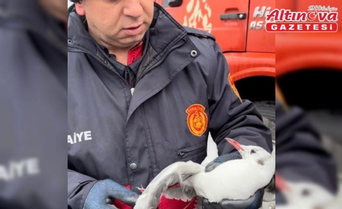 Zonguldak'ta kanadı elektrik teline takılan martı kurtarıldı